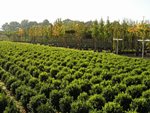 Buxus / pottenveld