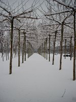 Laan winter